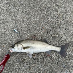 セイゴ（マルスズキ）