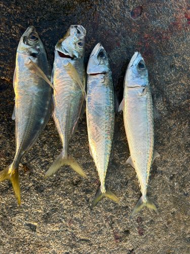 サバの釣果