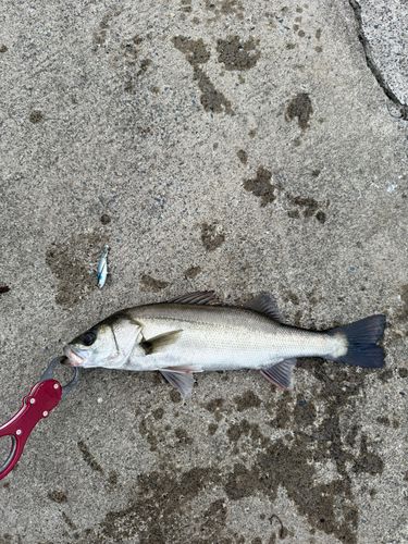 セイゴ（マルスズキ）の釣果