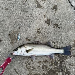 セイゴ（マルスズキ）