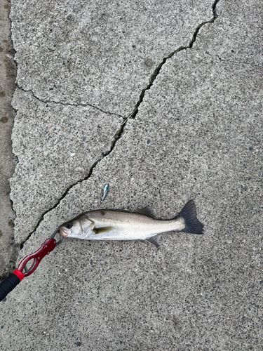 セイゴ（マルスズキ）の釣果