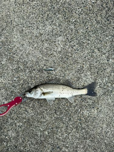セイゴ（マルスズキ）の釣果