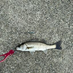 セイゴ（マルスズキ）