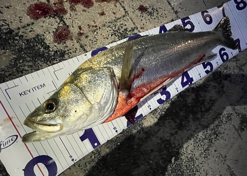 シーバスの釣果