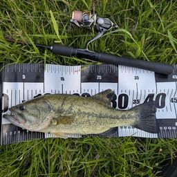 ラージマウスバス