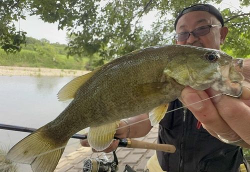 スモールマウスバスの釣果
