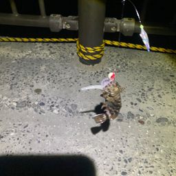 カサゴ