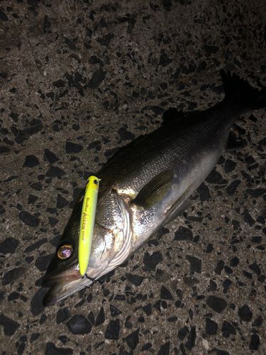 シーバスの釣果