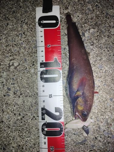 エゾメバルの釣果