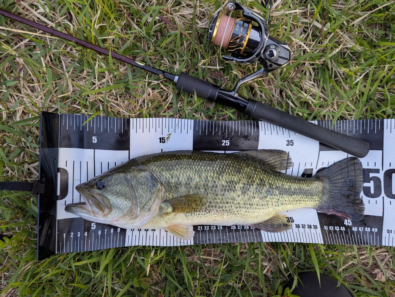 ラージマウスバス