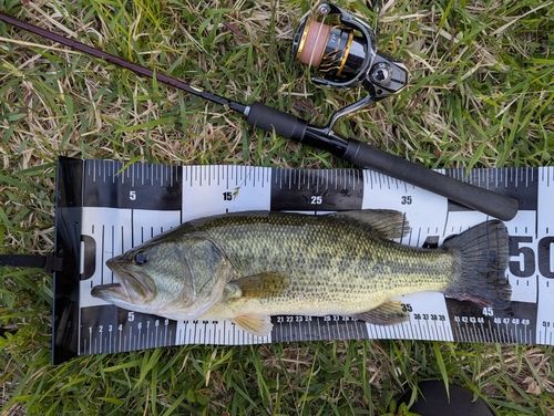 ラージマウスバスの釣果