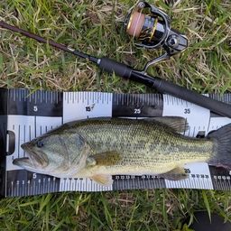 ラージマウスバス