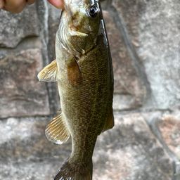 スモールマウスバス