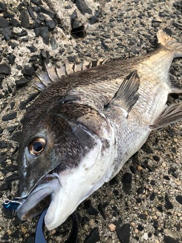 チヌの釣果