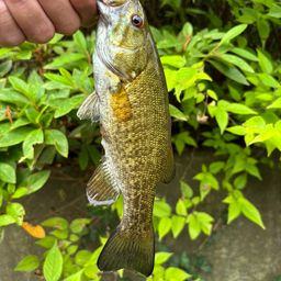 スモールマウスバス