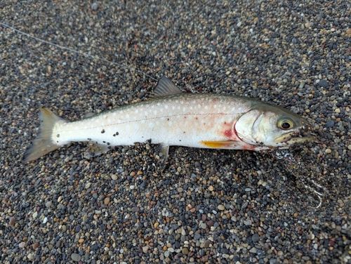 アメマスの釣果