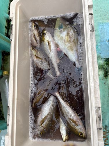 マイカの釣果