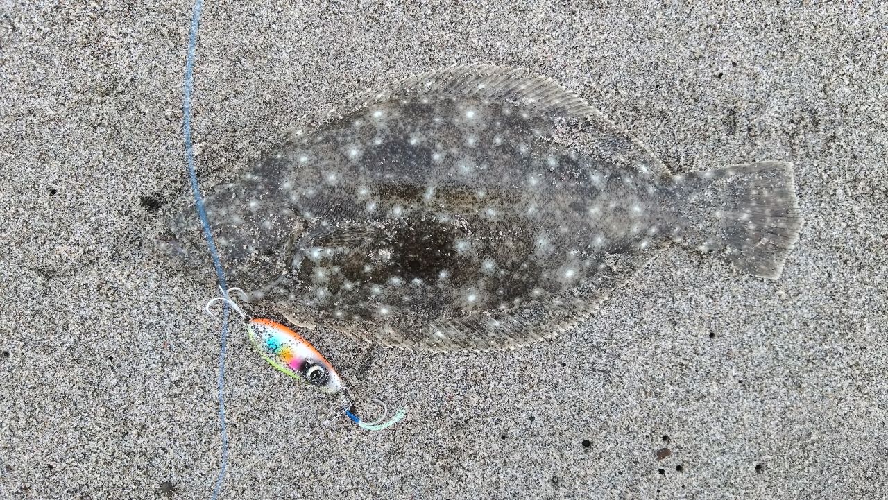 ヒラメ