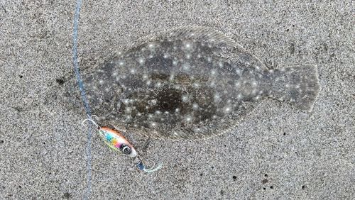 ヒラメの釣果