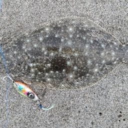 ヒラメ