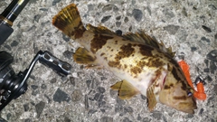 ベッコウゾイの釣果