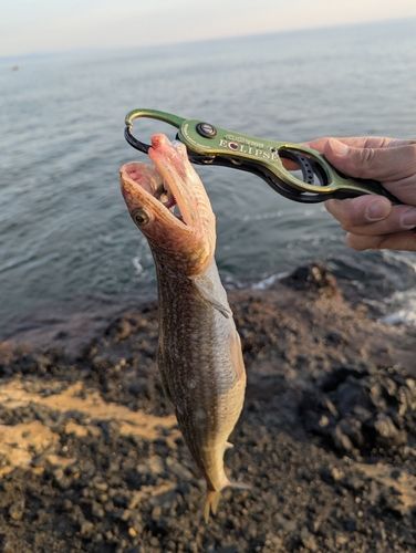 マエソの釣果