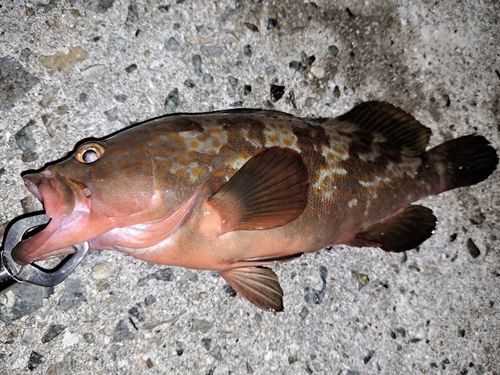 アコウの釣果