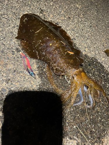 アオリイカの釣果