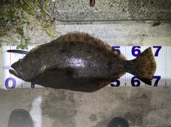 ヒラメの釣果