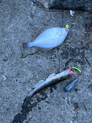 イシガレイの釣果