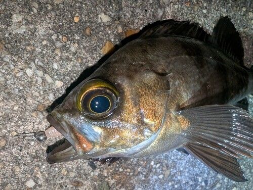 メバルの釣果