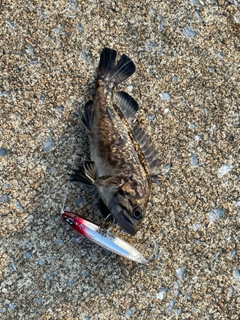 クロソイの釣果