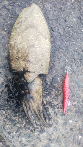 モンゴウイカの釣果