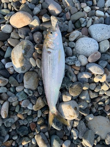 コノシロの釣果