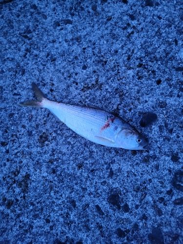 コノシロの釣果