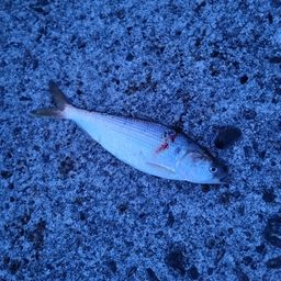 コノシロ