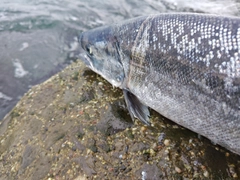 サクラマスの釣果