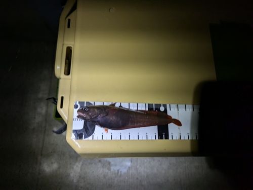 チゴダラの釣果