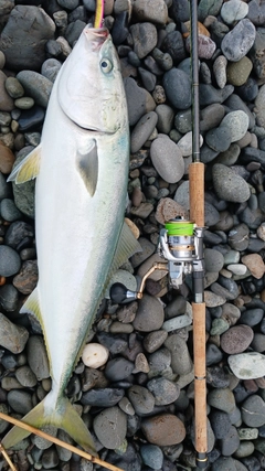 ブリの釣果