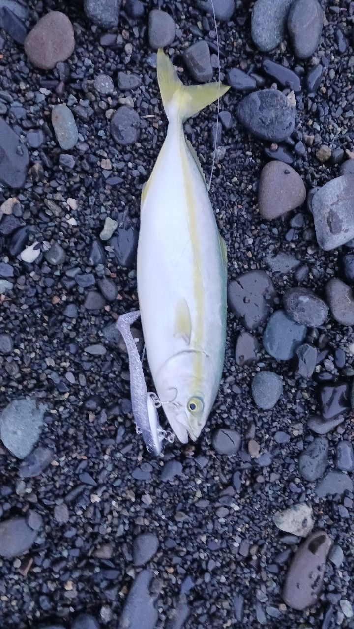 ブリ