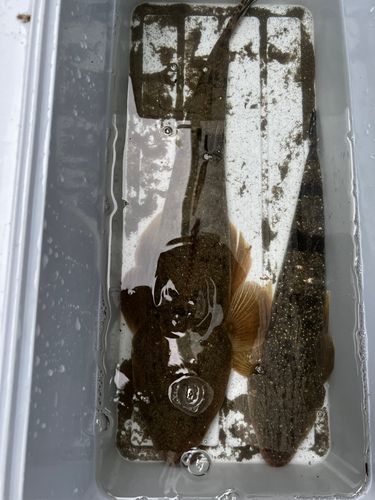 マゴチの釣果