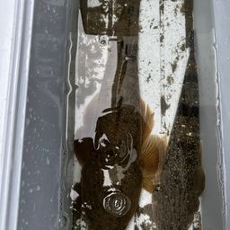 マゴチ