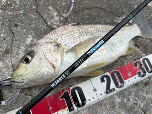 ホシミゾイサキの釣果