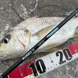 ホシミゾイサキ