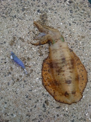 アオリイカの釣果