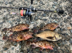 メバルの釣果