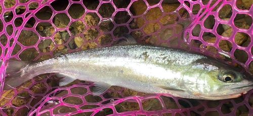 ヤマメの釣果
