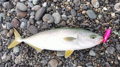 ワカシの釣果