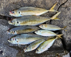 マアジの釣果