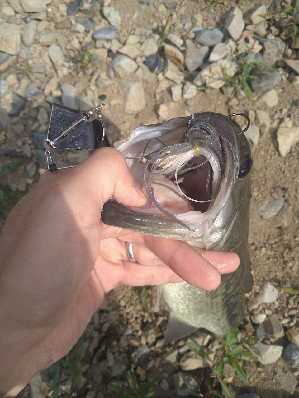 ブラックバス